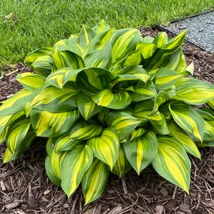 Hosta 'Rainbow's End'