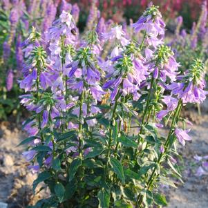 Adenophora confusa 'Fairybells™ Gaudi Violet'