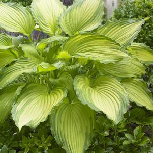 Hosta 'Dancing Darling'