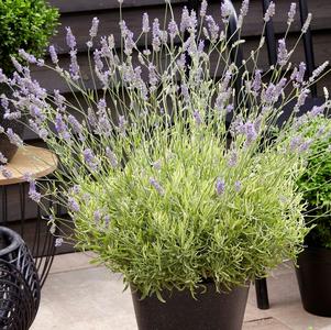 Lavandula angustifolia 'Platinum Blonde'