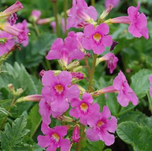 Incarvillea delavayi