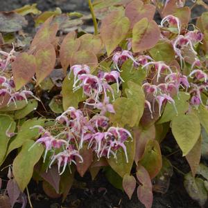 Epimedium grandiflorum 'Pretty in Pink'