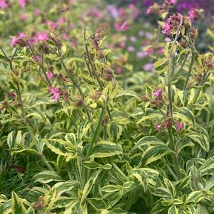 Silene dioica 'Clifford Moor'