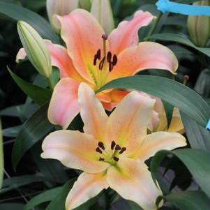 Lilium - OT Hybrid Lily 'Zelmira'