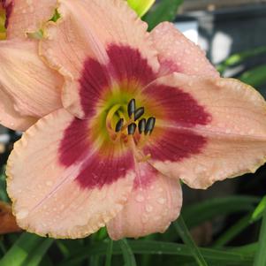 Hemerocallis 'Wineberry Candy'