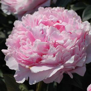 Peony 'Sarah Bernhardt'