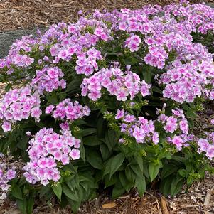 Phlox Dwarf Garden paniculata 'Bambini® Lucky Lilac'