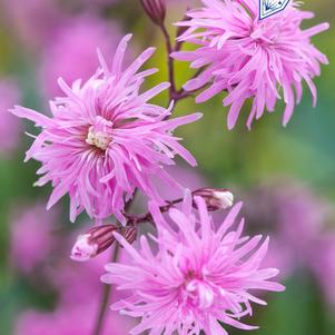 Lychnis flos-cuculi 'Petite Jenny'