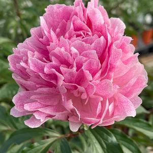 Peony 'The Fawn'