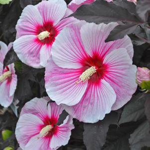 Hibiscus 'Starry Starry Night'