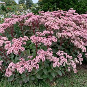 Sedum Tall Upright Clumping 'Matrona'