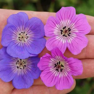 Geranium x 'Kelly-Anne'