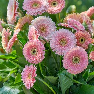 Gerbera jamesonii 'Garvinea Majestic Light Pink'