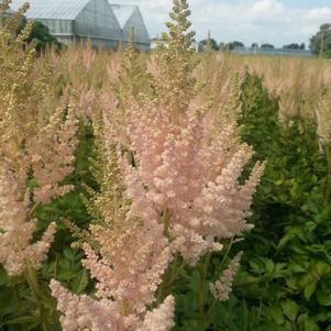 Astilbe chinensis 'Vision Inferno'