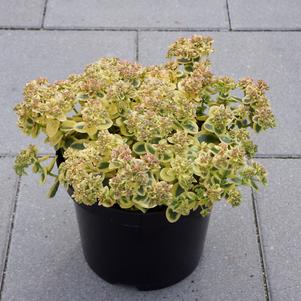 Sedum SunSparkler® Series 'Lime Twister'