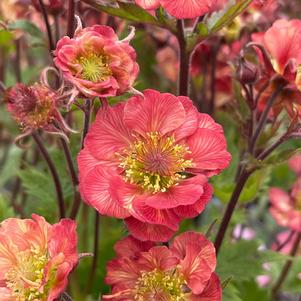 Geum 'TEMPO™ Rose'