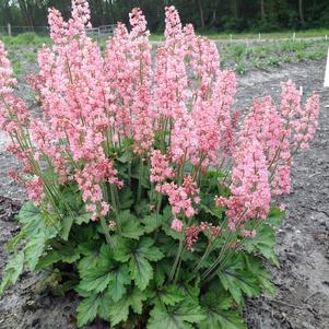 Heucherella 'Pink Revolution'