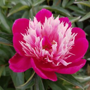 Peony 'Fantastic'