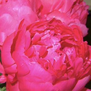 Peony 'Bunker Hill'