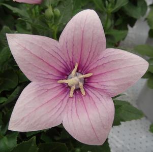 Platycodon grandiflorus 'Astra Pink'