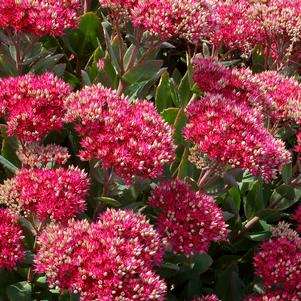 Sedum Tall Upright Clumping 'Class Act'