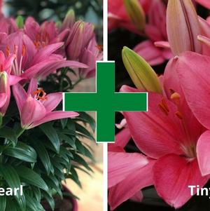 Lilium - Asiatic Pot Lily Looks™ 'Bloom Extensions™ Pink'