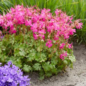 Geranium cantabrigiense 'Intense'