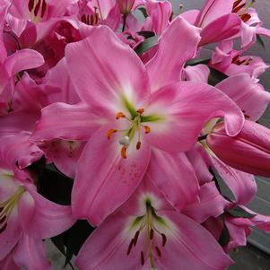 Lilium - OT Hybrid Lily 'Tabledance'