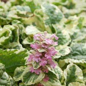 Ajuga reptans 'Pink Lightning'