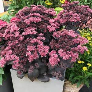 Sedum Medium Clumping or Arching 'Mojave Jewels™ Diamond'