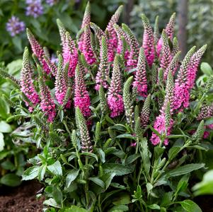 Veronica spicata 'Pink Candles'