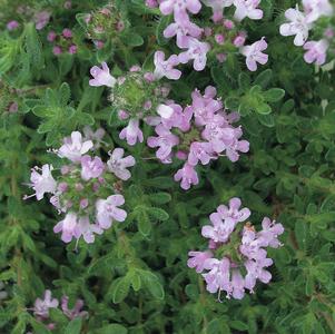 Thymus serpyllum 'Pink Chintz'