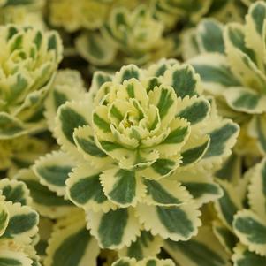 Sedum Low Growing/Ground Cover takesimense Atlantis™