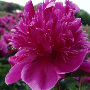 Peony 'Purple Spider'