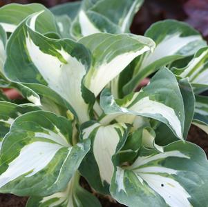 Hosta 'Vulcan'