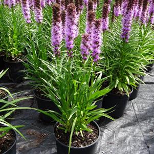 Liatris spicata 'Kobold'