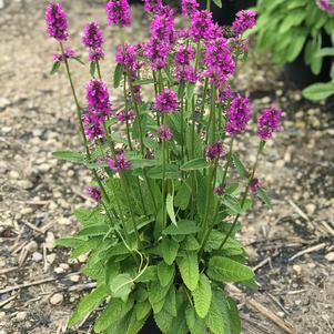 Stachys monieri 'Hummelo'