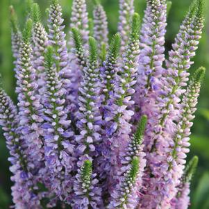 Veronica x 'Bicolor Explosion'