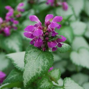 Lamium maculatum 'Purple Dragon'