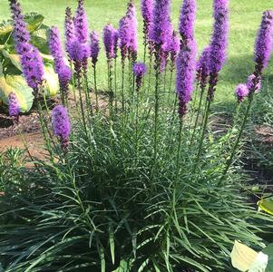 Liatris spicata