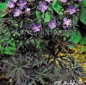 Geranium pratense 'Dark Reiter'