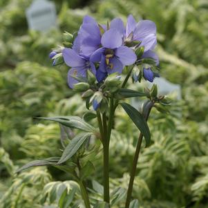 Polemonium 'Bressingham Purple'