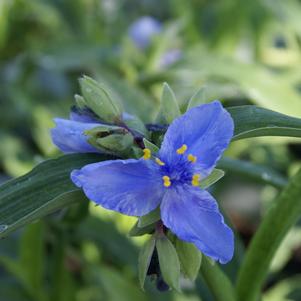 Tradescantia andersoniana 'Zwanenburg Blue'