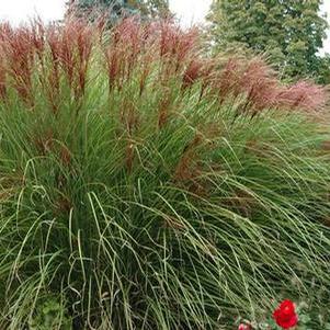 Miscanthus sinensis 'Gracillimus'