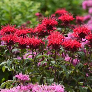 Monarda didyma 'Bee-Mine™ Red'