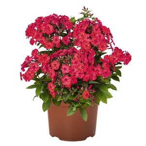 Phlox Dwarf Garden paniculata 'Flame® Watermelon'