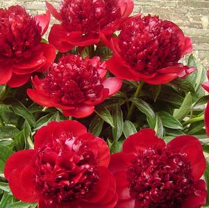 Peony 'Red Charm'