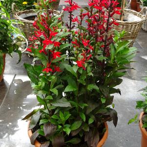 Lobelia speciosa 'Fan® Scarlet'