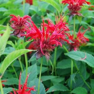 Monarda 'Jacob Cline'