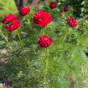 Peony tenuifolia 